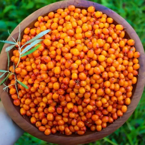 SEA BUCKTHORN
